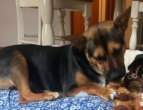 picture of the dog needing adoption