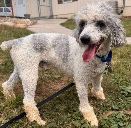 picture of the dog needing adoption