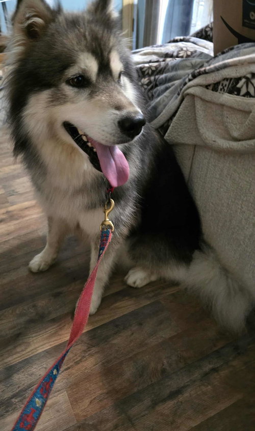 picture of the dog needing adoption