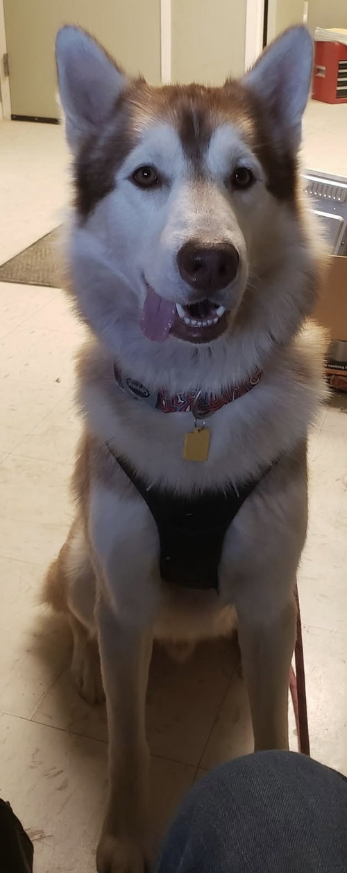 MAVERICK - Husky available for adoption
