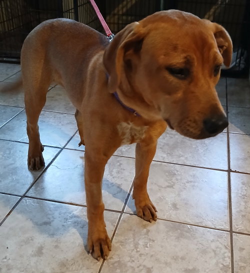 picture of the dog needing adoption