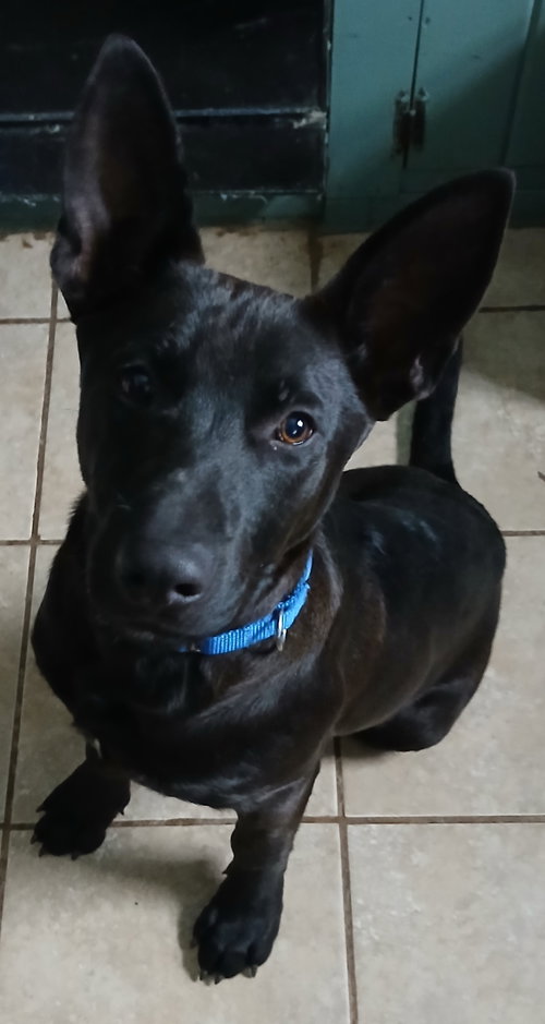 picture of the dog needing adoption