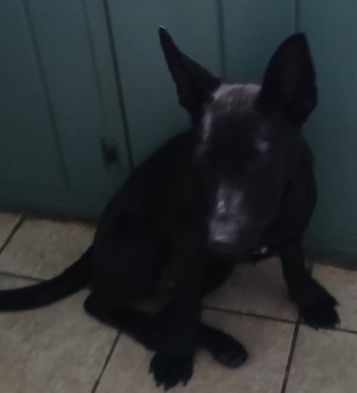 RAZZLE - German Shepherd Dog / Labrador Retriever available for adoption