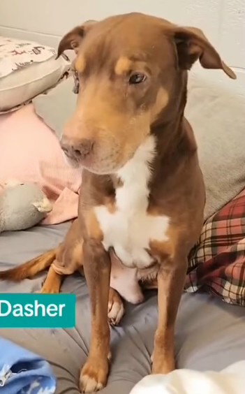 picture of the dog needing adoption