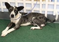 picture of the dog needing adoption