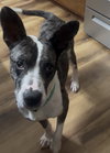 Banjo - Photo 2