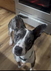Banjo - Photo 4
