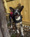 Banjo - Photo 5