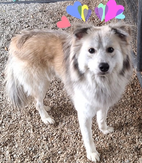 picture of the dog needing adoption
