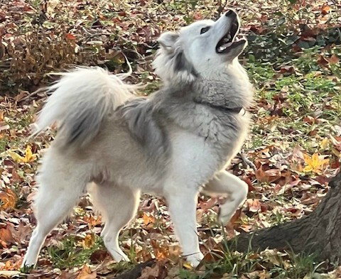 Klaus
