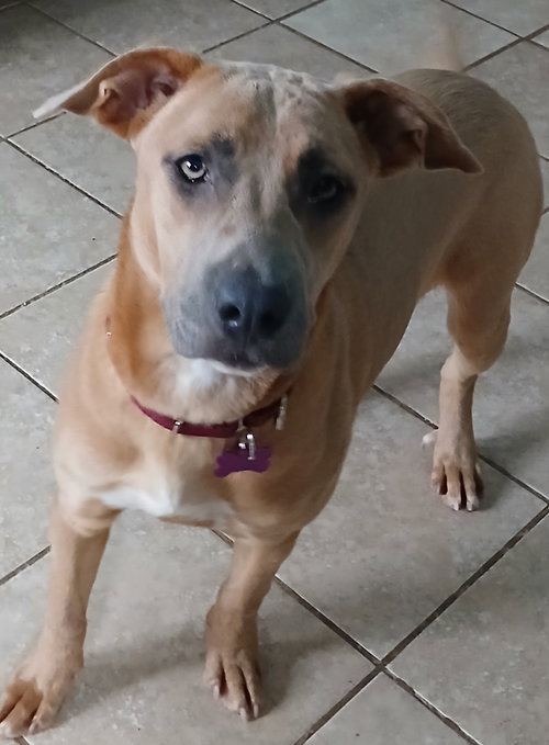 picture of the dog needing adoption