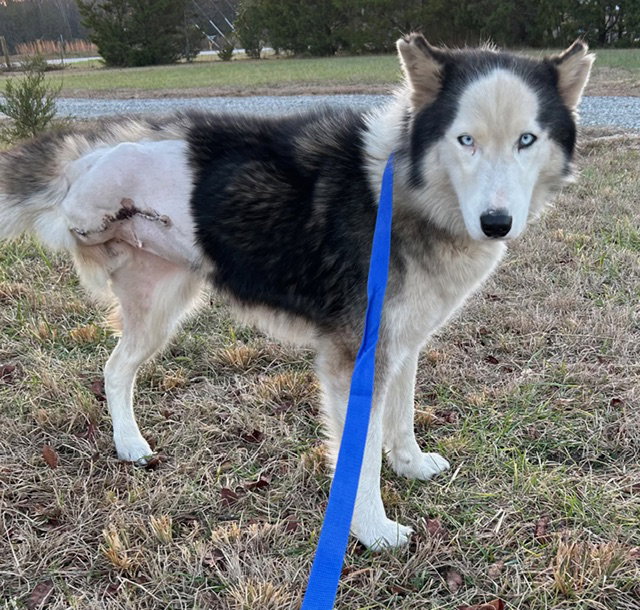 Meeka