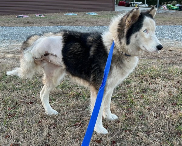 Meeka