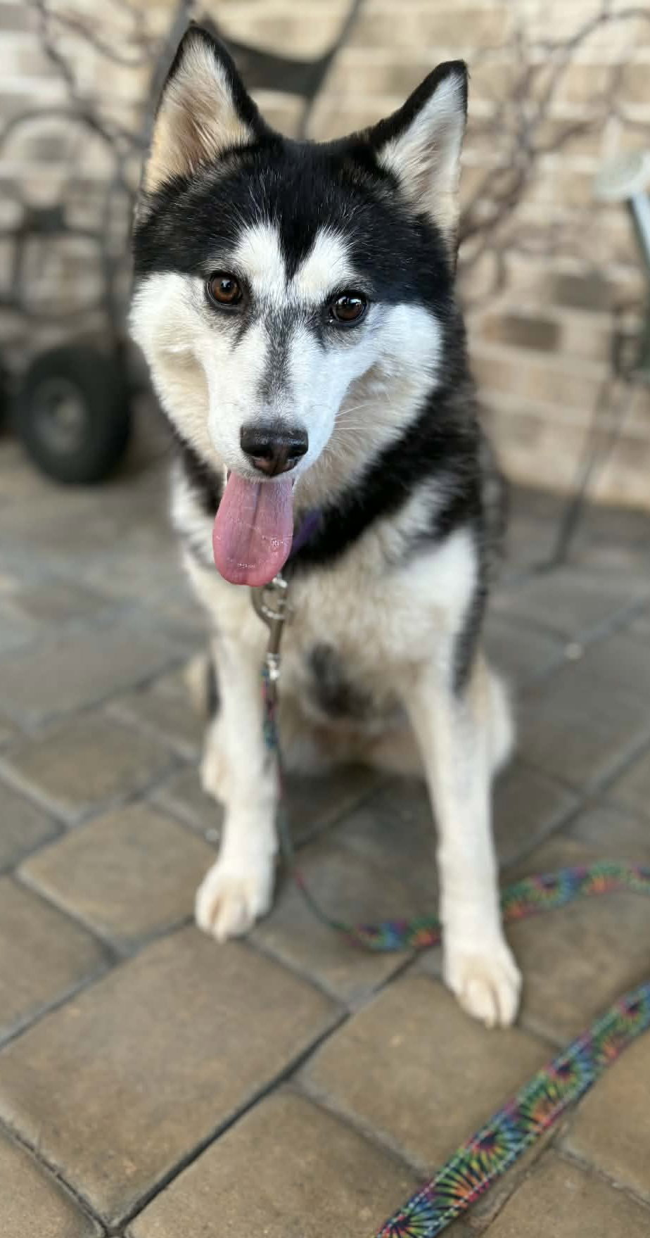 Savannah