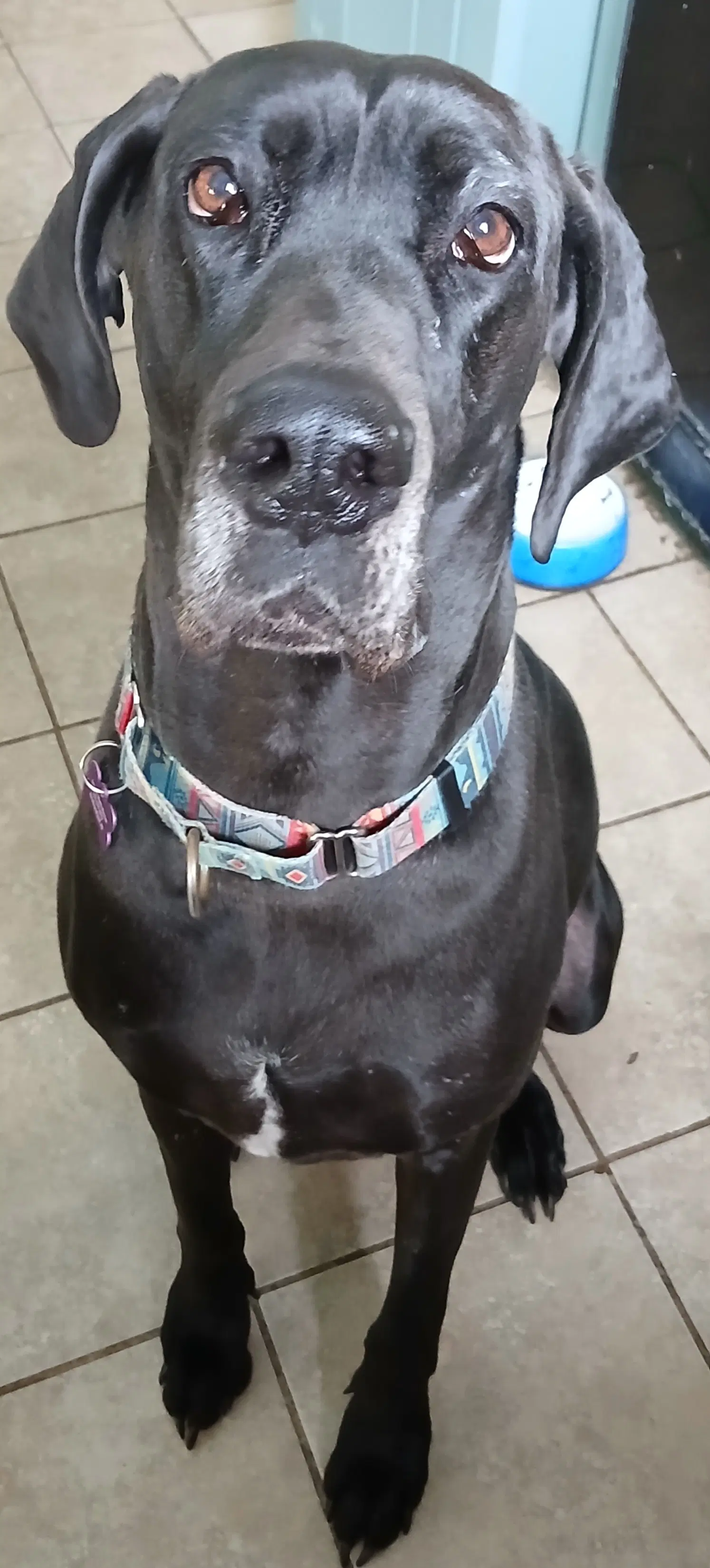 Gracie - Great Dane
