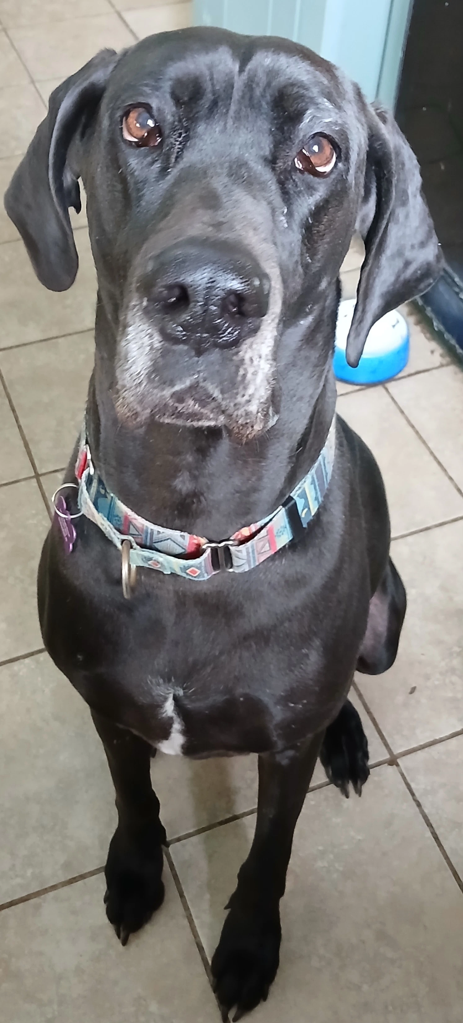 Gracie