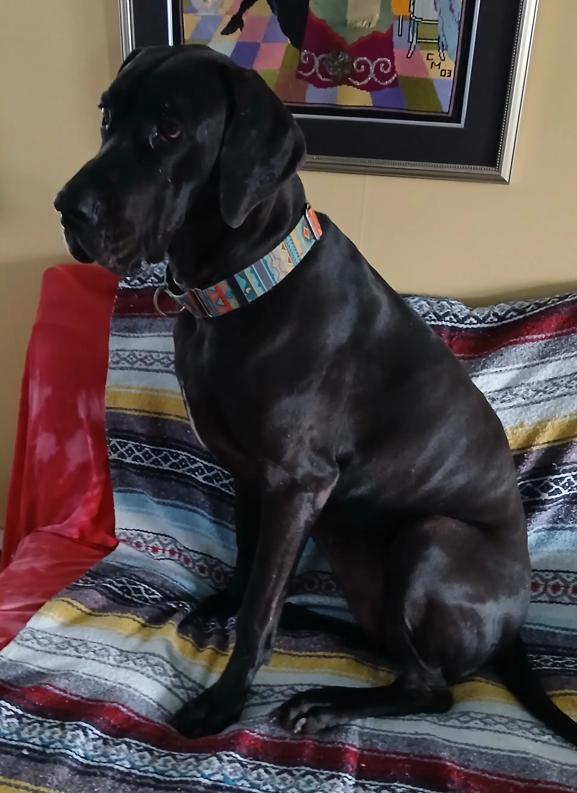 Gracie image 2