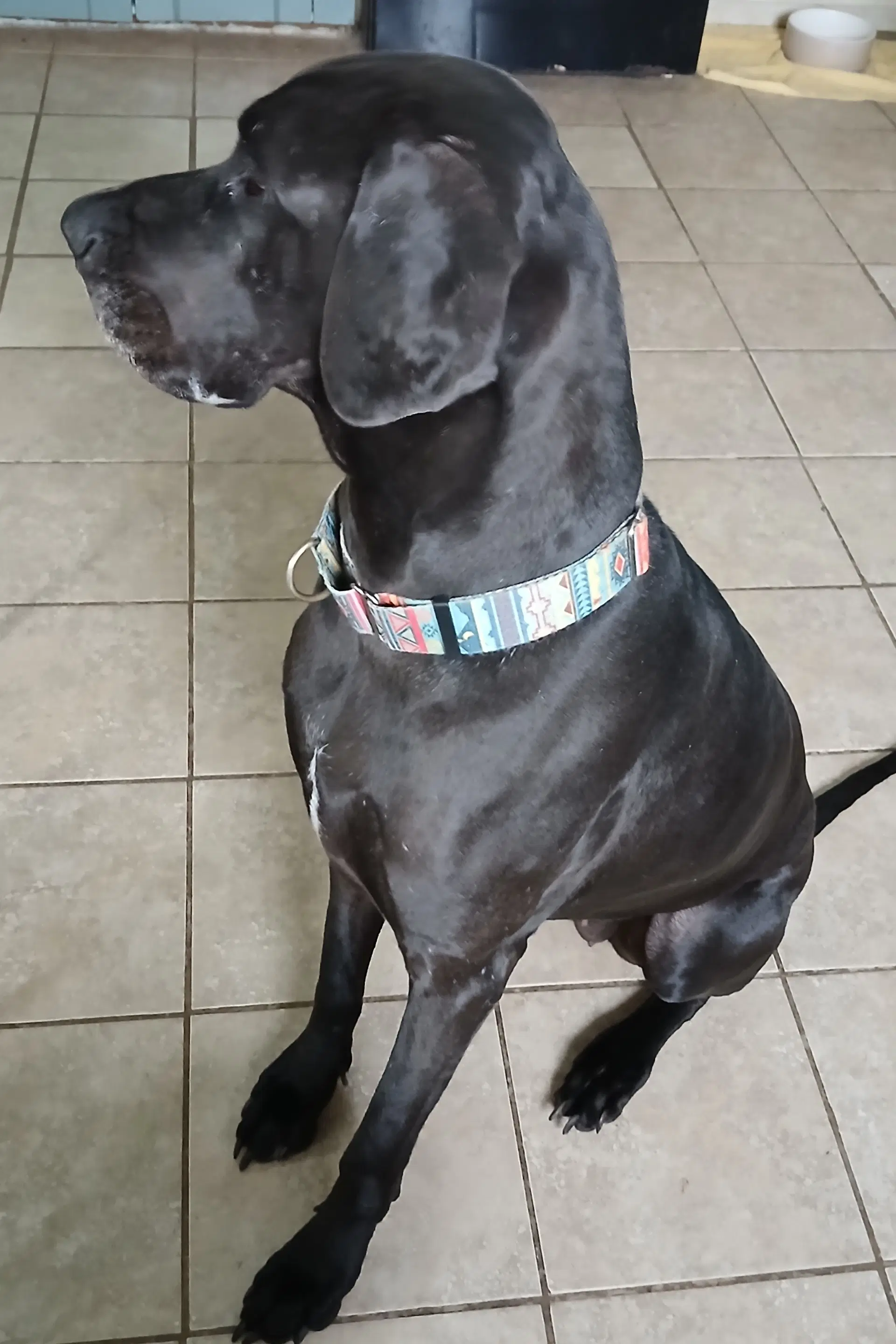 Gracie image 3