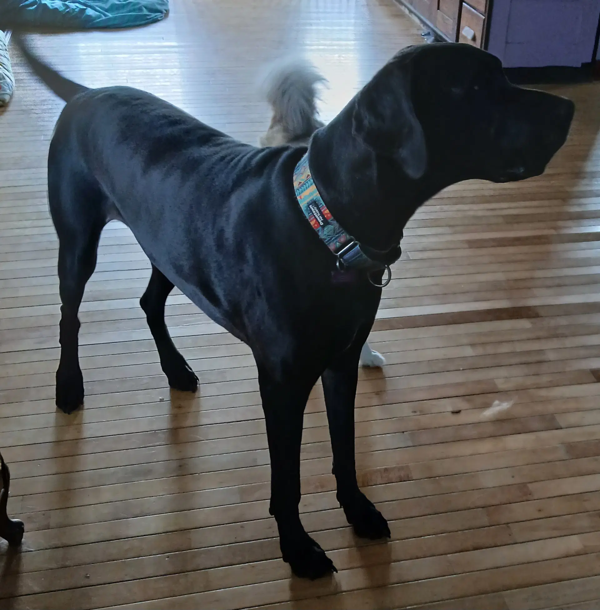 Gracie image 4
