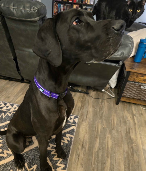 Gracie