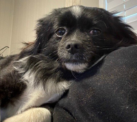 Fred, an adoptable Pomeranian in Newfoundland, PA