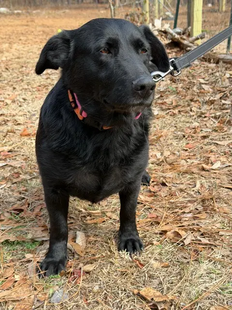 Daisy Dwarf - Labrador Retriever
