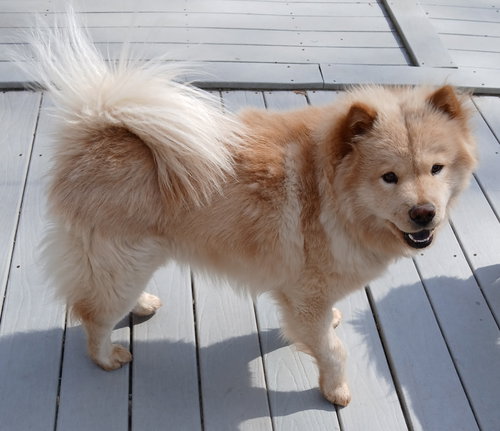 Tater, an adoptable Chow Chow in Newfoundland, PA