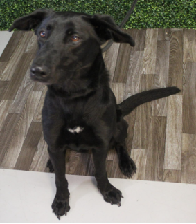 ELLA - German Shepherd Dog / Retriever for adoption in Scranton