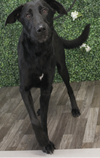 Ella - Photo 4