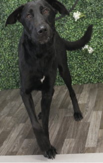 Ella