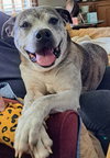 Buddy - Photo 2
