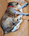 Buddy - Photo 3