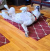 Buddy - Photo 4