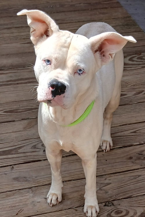 Annette, an adoptable Boxer in Newfoundland, PA