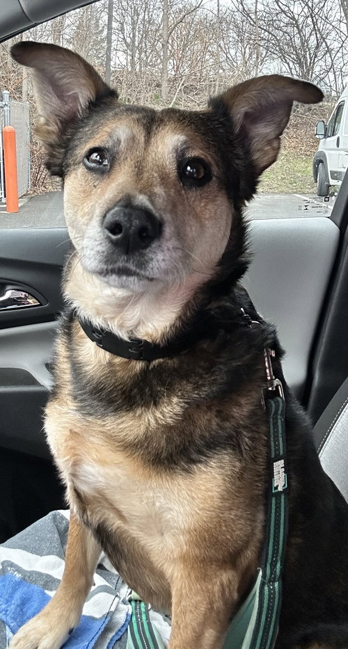 Cooper, an adoptable Cattle Dog in Newfoundland, PA