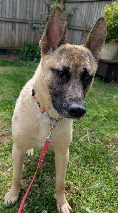 picture of the dog needing adoption