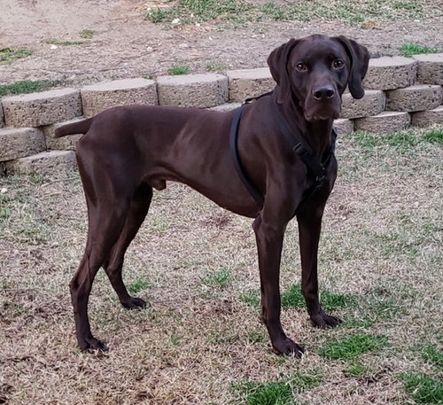 Creek, an adoptable German Shorthaired Pointer in Newfoundland, PA