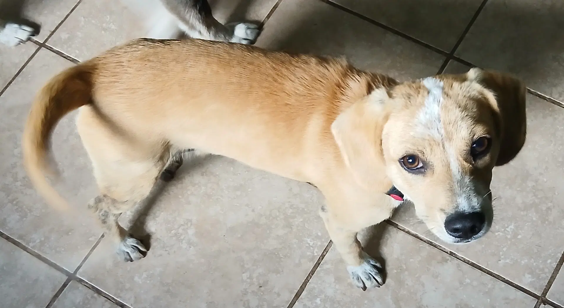 Barney - Beagle