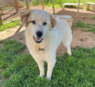 Joe, an adoptable Golden Retriever in Newfoundland, PA