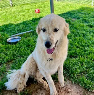 Joe image 2