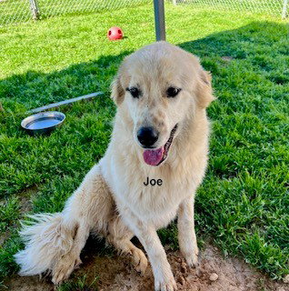 Joe photo 2