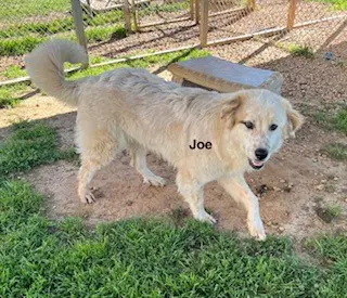 Joe image 3