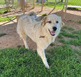 Joe image 4