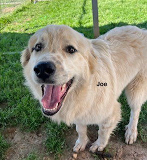 Joe