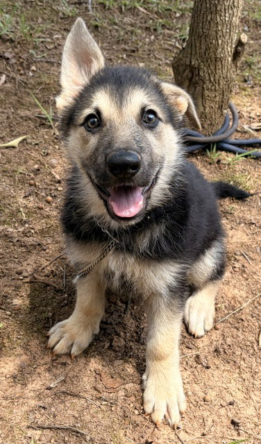 Maggie, an adoptable German Shepherd Dog in Newfoundland, PA
