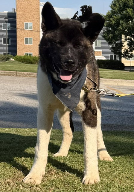 Yogi photo 4