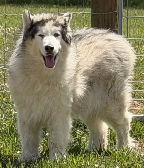 Yeti - Alaskan Malamute