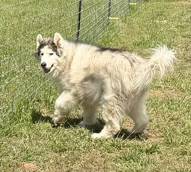 Yeti