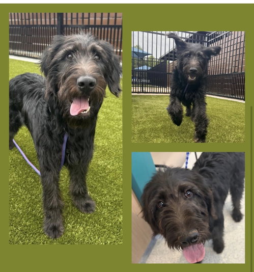Bernard, an adoptable Poodle in Newfoundland, PA