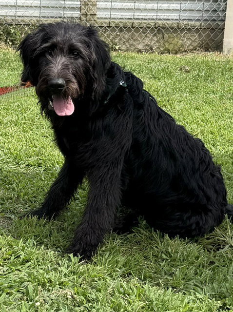 Bernard